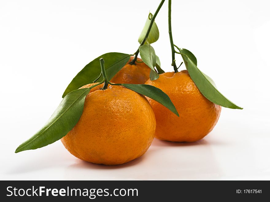 The white background, three branches of the orange. The white background, three branches of the orange