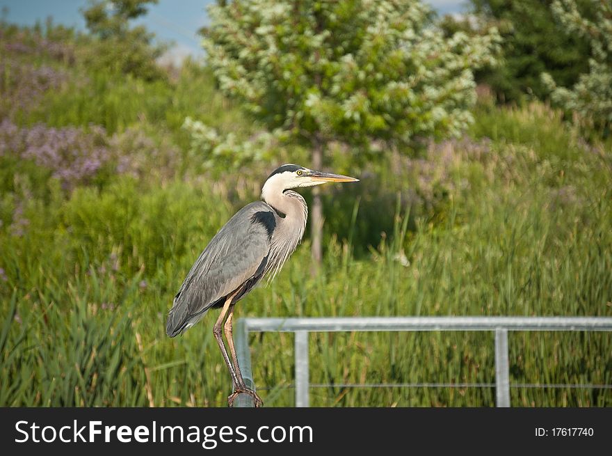 A Great Blue Heron perches on a metal handrail with green foliage in the background. A Great Blue Heron perches on a metal handrail with green foliage in the background.