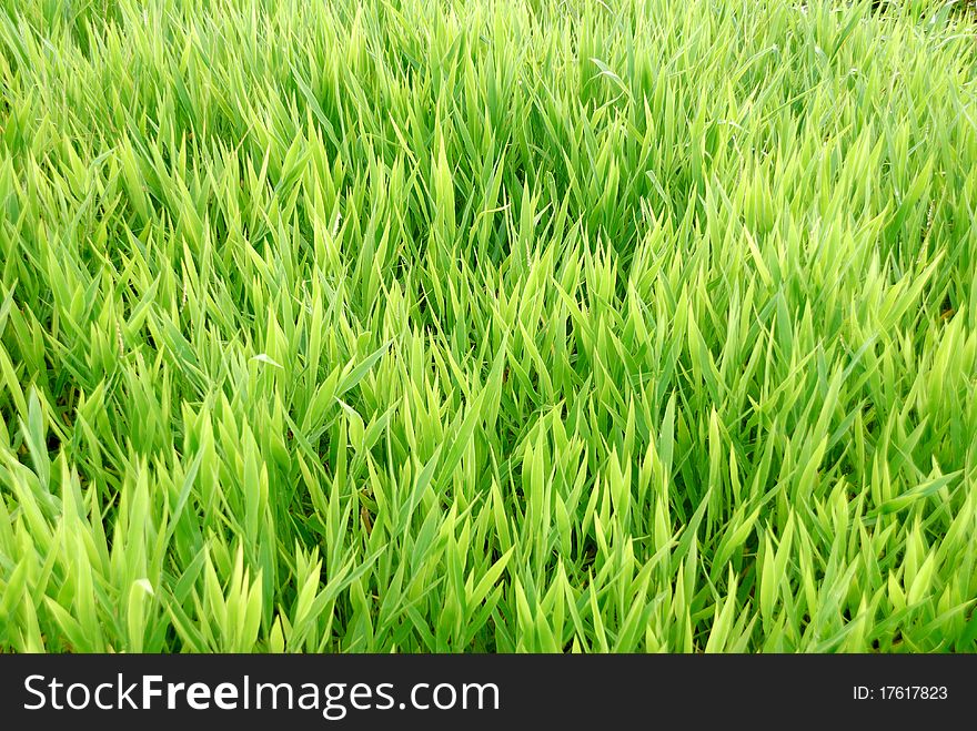 Fresh green grass in the rainy season