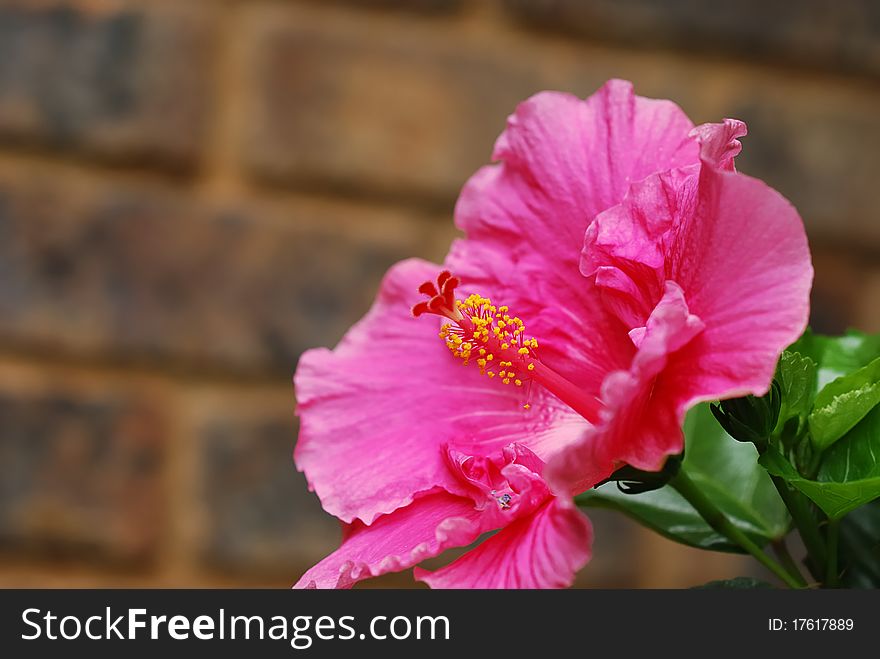 A pink Hibiscus with a brown background