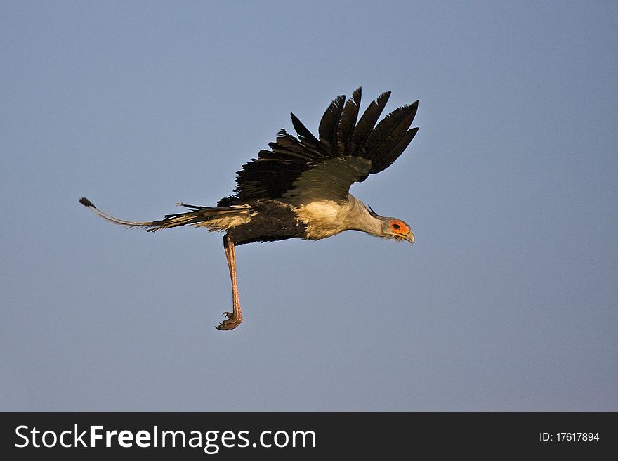 Secretary bird flying with wings stretched out