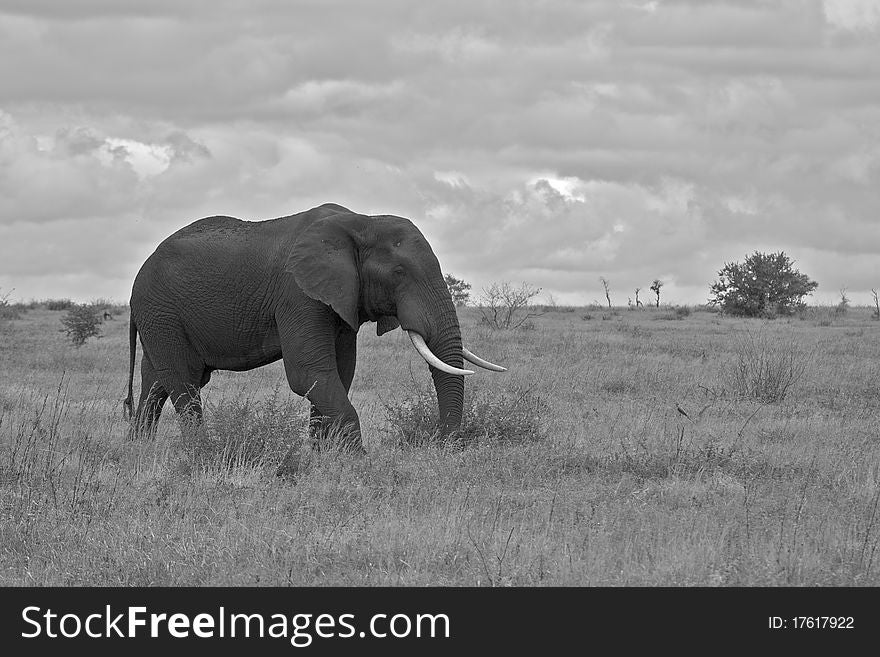 Bull elephant in open clearing with big tusks