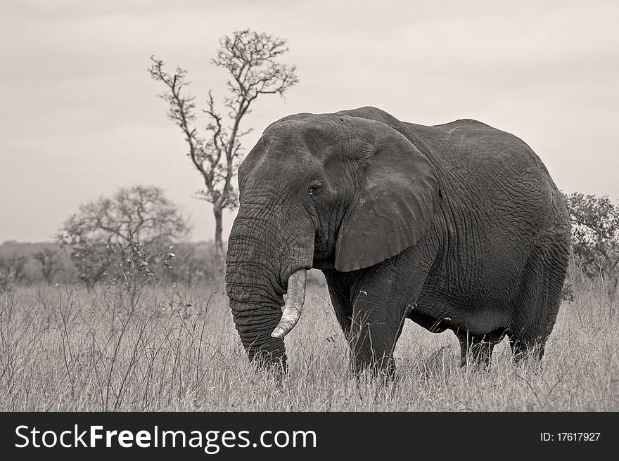 Bull elephant in open clearing with big tusks