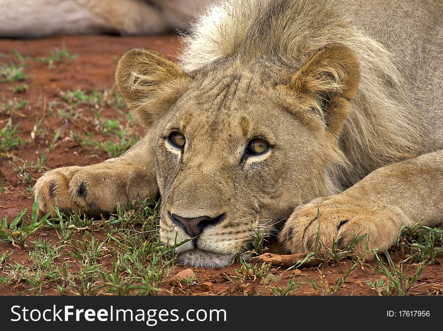 Young male lion looking at the camera