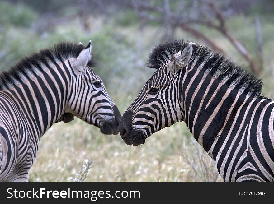 Zebras looking at each other. Zebras looking at each other