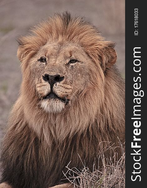 Kalahari male lion with black mane starring