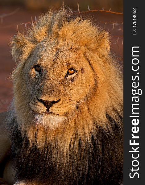 Kalahari male lion with black mane starring