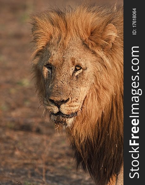 Kalahari male lion with black mane starring