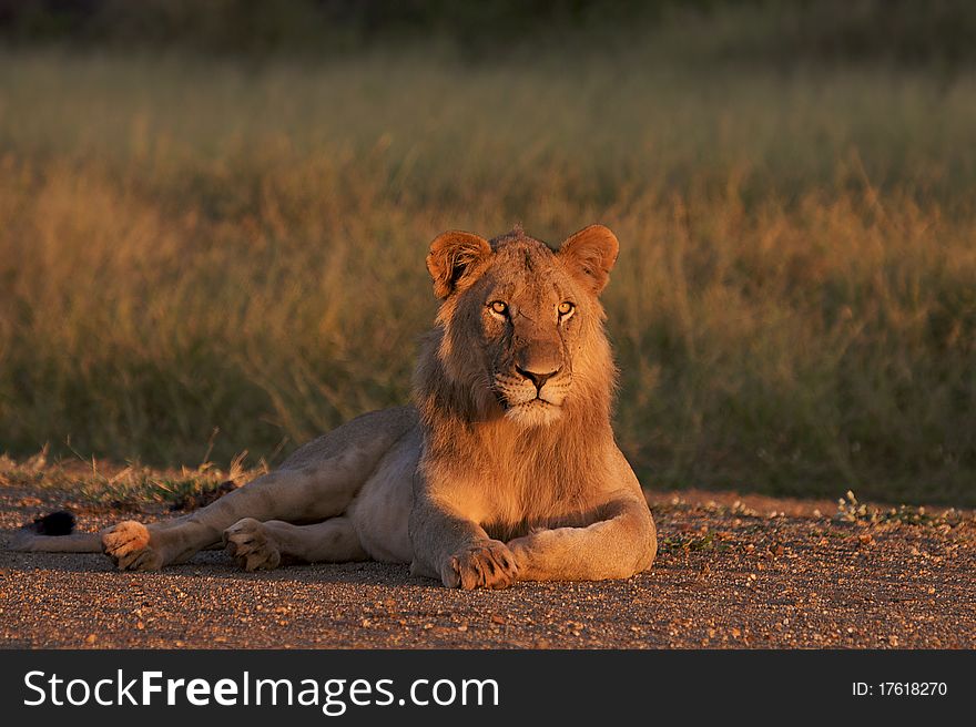 Kalahari male lion in open clearing looking at prey