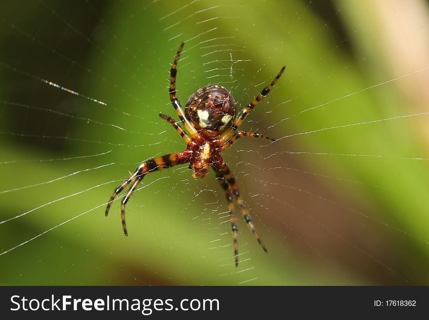 Spider and net via macro