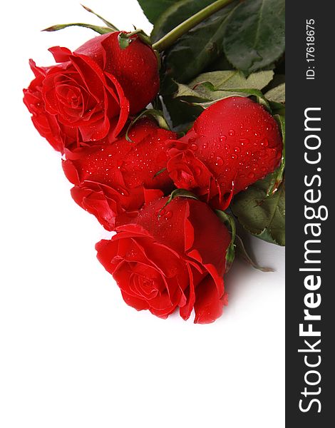 Beautiful red roses on a white background with space for copy.