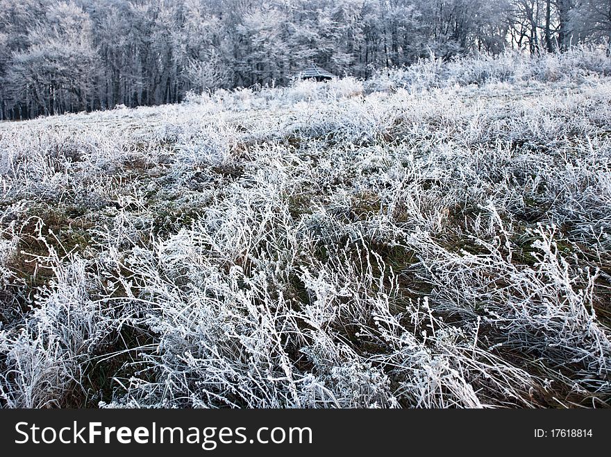 Hoarfrost on a grass after the morning frost, forest in background. Hoarfrost on a grass after the morning frost, forest in background