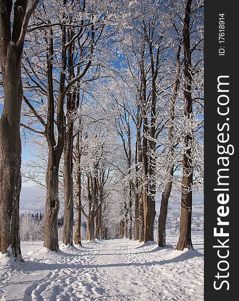 View of the winter trees, Calvary (Czech Republic)