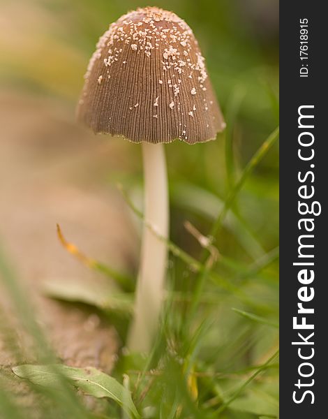 Mushroom in autumn green grass