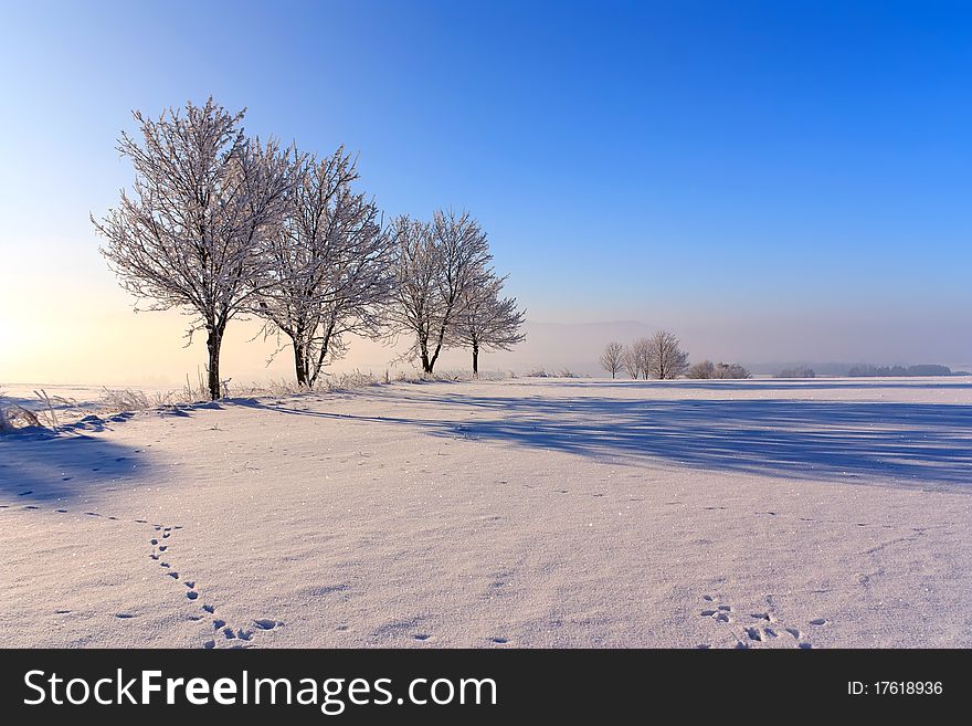 Trees In Winter Day