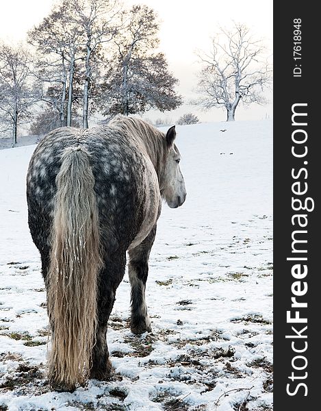 Dapple grey horse in snowy winter setting. Dapple grey horse in snowy winter setting