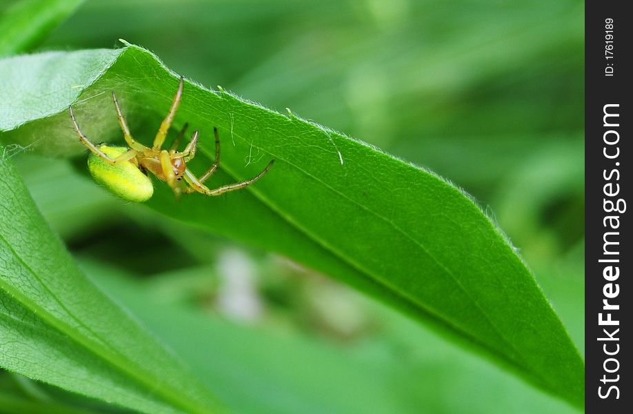 Misumena vatia male while hunting