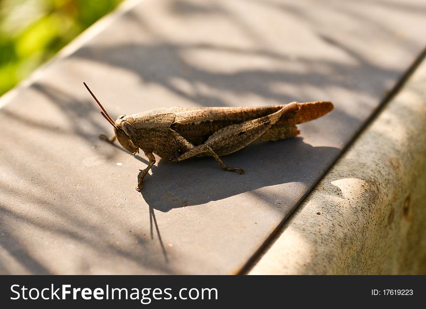 A brown colored cricket sitting in a garden. A brown colored cricket sitting in a garden.
