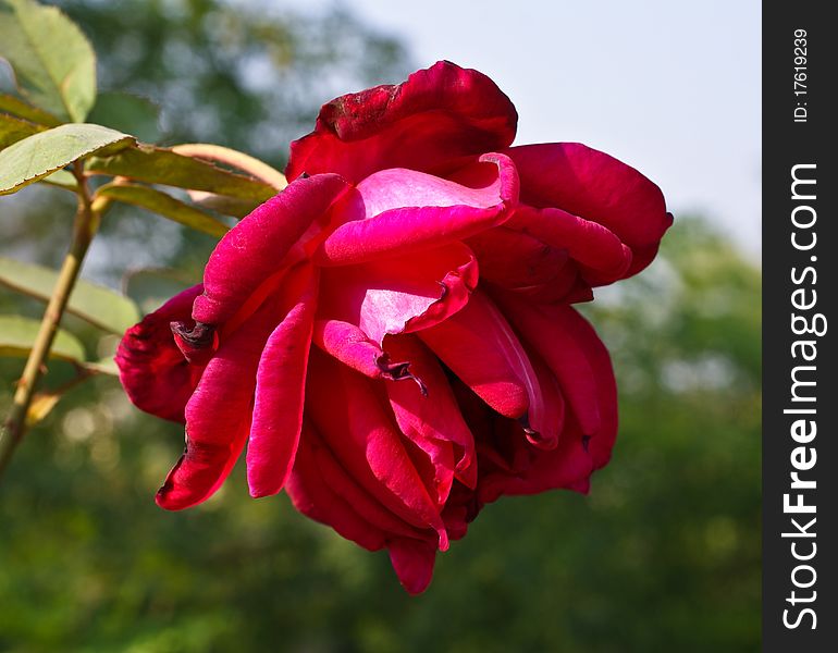 A beautiful bright red colored rose. A beautiful bright red colored rose.