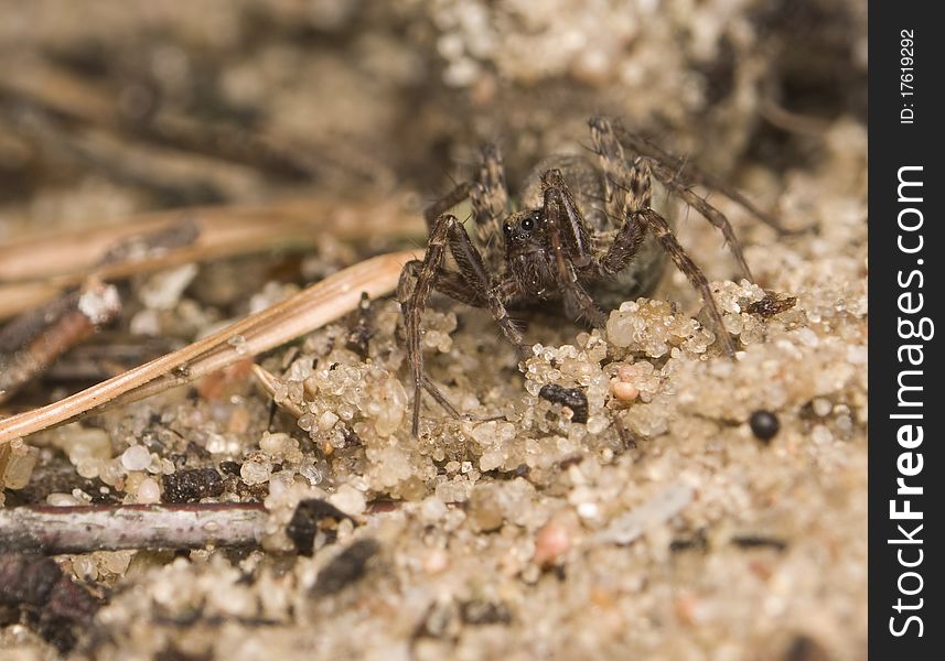 Pardosa little running in the forest with litter spider