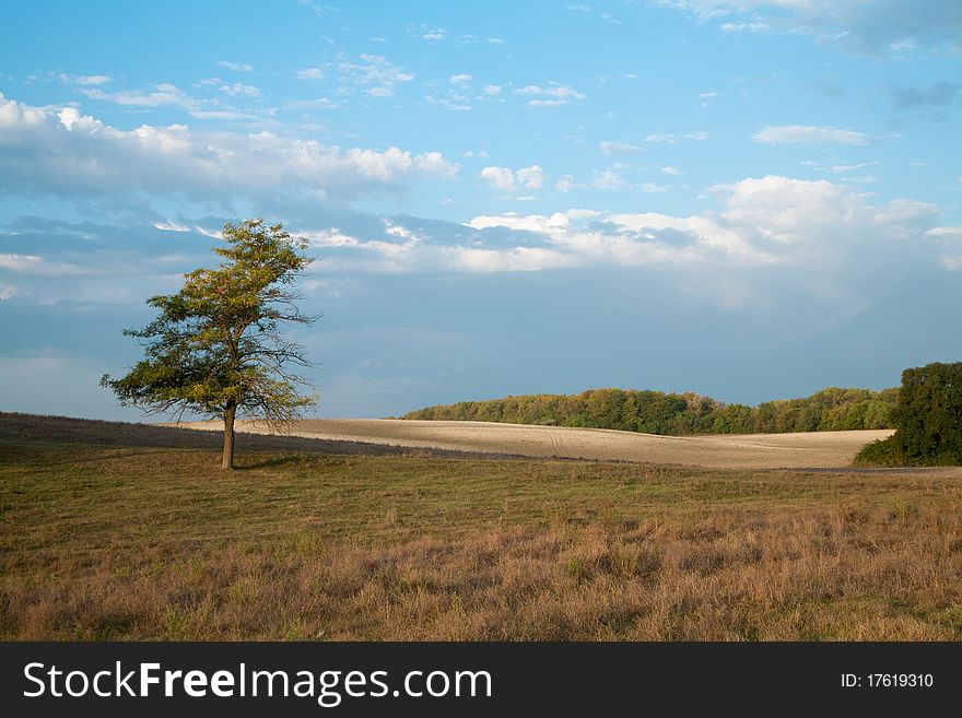 Lonely tree in a countryside hill early in the morning