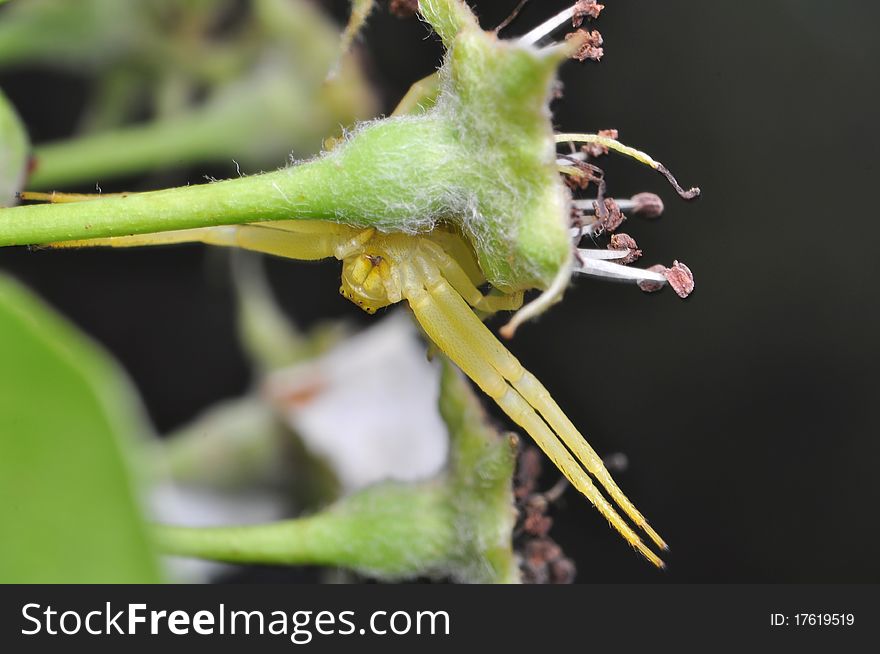 Misumena vatia while hunting among the flowers