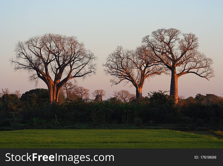 Three baobabs in the first rays of morning sun