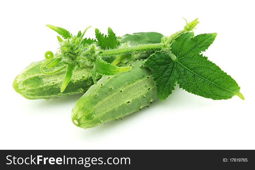 Young a cucumber on a white backgrounds