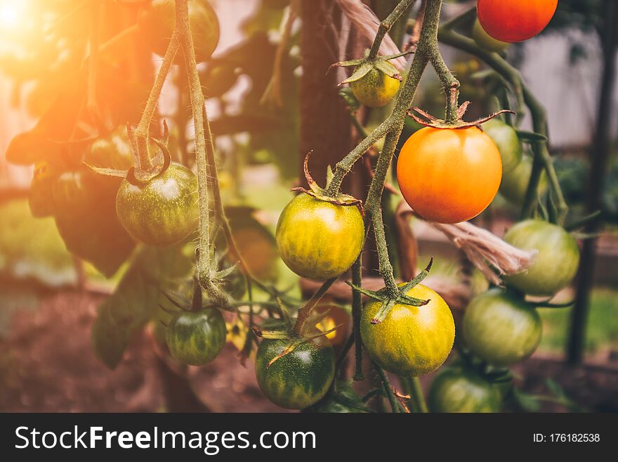 Agriculture and farming - a rich harvest of tomato