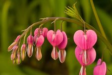 Bleeding Heart (Lamprocapnos Spectabilis) Royalty Free Stock Image Bleeding Heart (Lamprocapnos Spectabilis) Royalty Free Stock Image