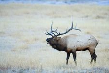 Bugling Bull Elk In Frosty Meadow Stock Images