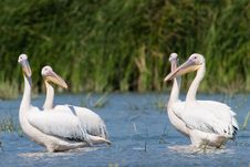White Pelicans Royalty Free Stock Photos White Pelicans Royalty Free Stock Photos