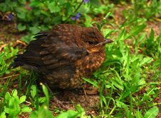 Nestling Of Thrush In Green Grass Stock Photography