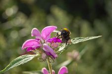 Bee On A Flower, Royalty Free Stock Image
