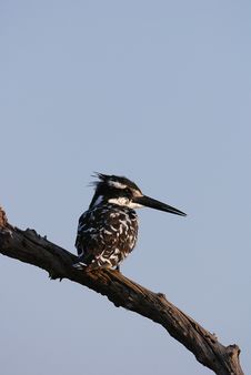 Kingfisher Stock Photo Kingfisher Stock Photo