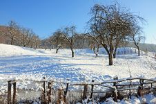 Long Shadows On Winter Orchard Royalty Free Stock Photography Long Shadows On Winter Orchard Royalty Free Stock Photography
