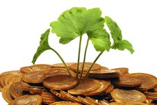 Plant Makes The Way Through A Heap Of Coins Royalty Free Stock Photography Plant Makes The Way Through A Heap Of Coins Royalty Free Stock Photography