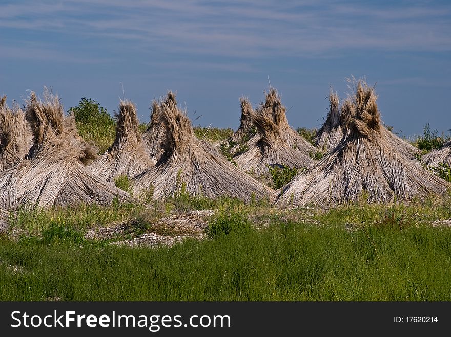 Landscape at national park Neusiedler Sea, Austria