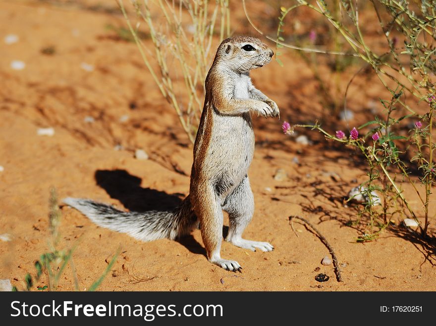 The natural habitats of the South African Ground Squirrel (Xerus inauris) are dry savanna and subtropical or tropical dry shrubland.