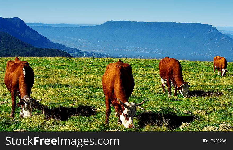 Red haired cows