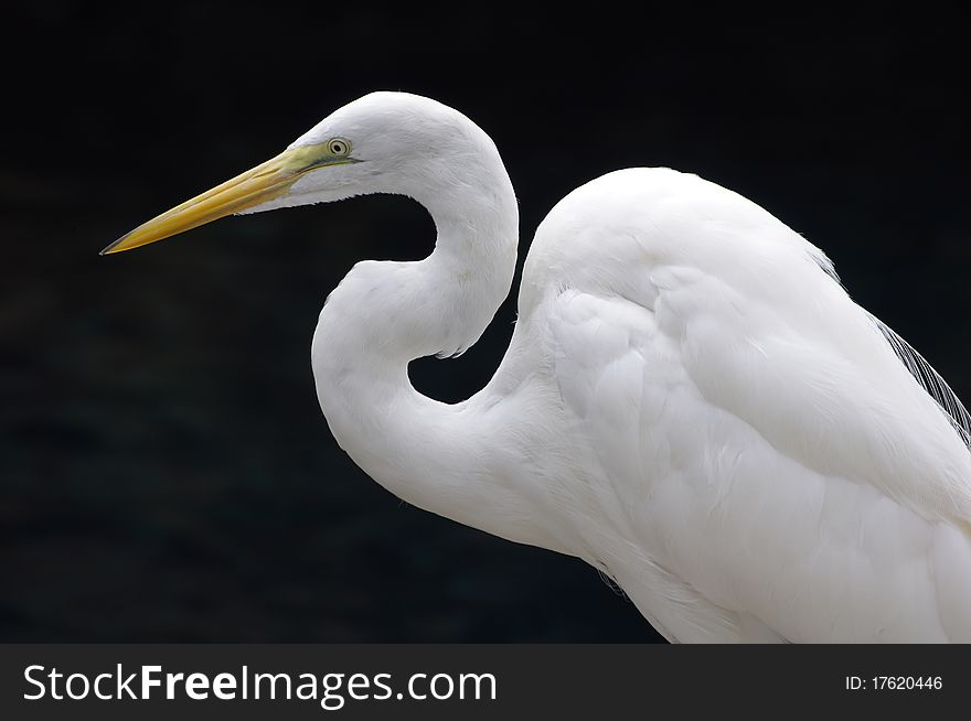 Great White Heron Close Up