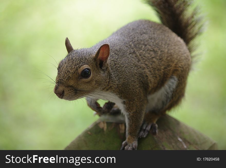 Close up of a friendly grey squirrel in a state park. Close up of a friendly grey squirrel in a state park.