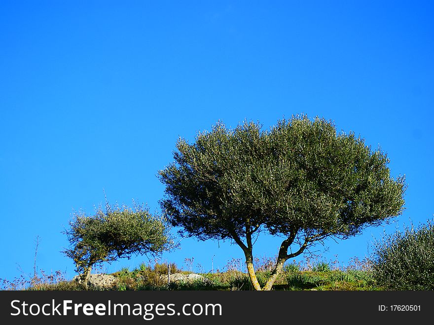 Sardegna prevailing winds deforming the growth of a cork trees. Sardegna prevailing winds deforming the growth of a cork trees