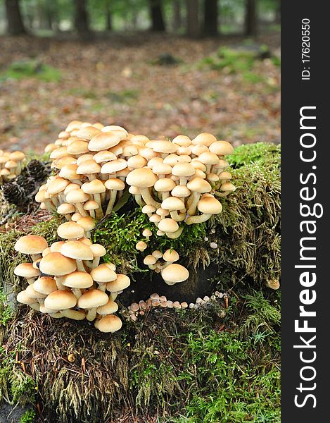 Group of Sulfur tuft mushrooms on a green trunc