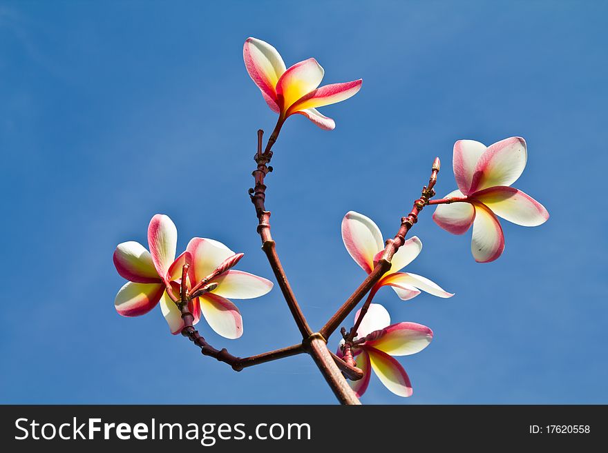 Pink plumeria flower with blue sky background. Pink plumeria flower with blue sky background