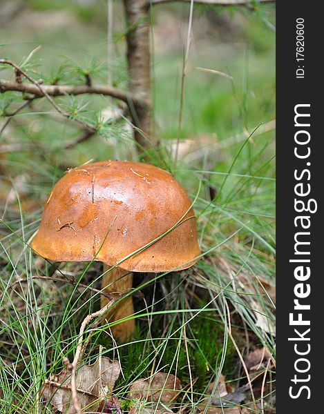 Brown German helmet shaped mushroom in the forest