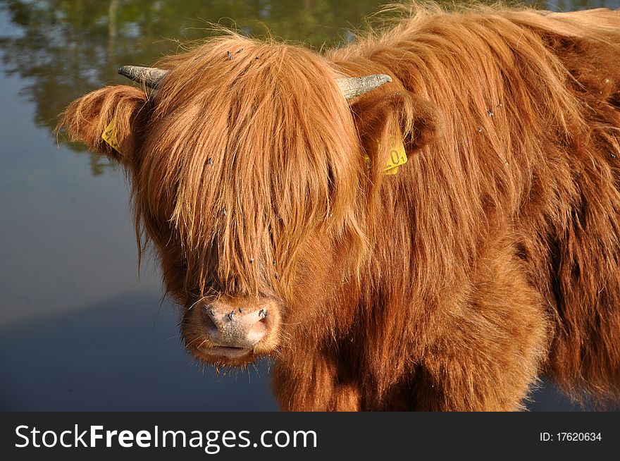 Reddish Scottish Highland cow covered with flies