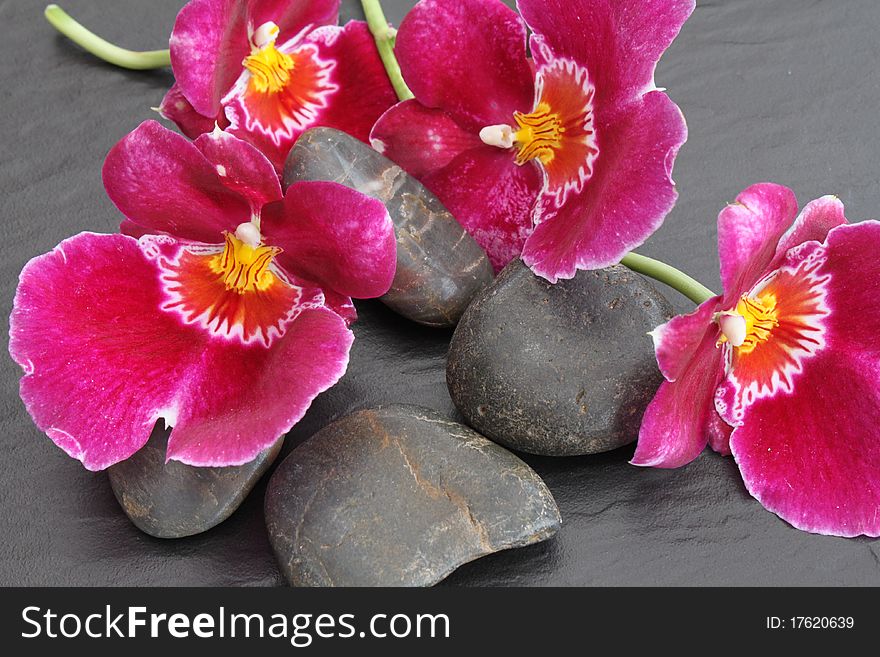 Pink orchid on pebble stones