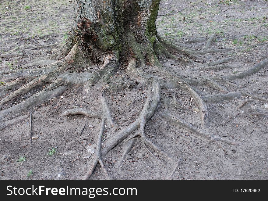 A tree with spreading roots