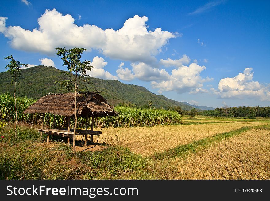Paddy after harvesting with small primitive hut and blue sky in Thailand. Paddy after harvesting with small primitive hut and blue sky in Thailand